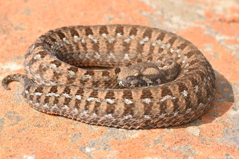 Berg Adder from Pilgrim's Rest area, Mpumalanga © Joubert Heymans