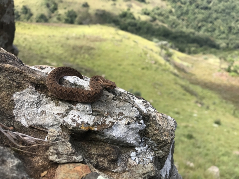 Berg Adder [1] from near Lydenburg, Mpumalanga © Adriaan Jordaan.jpeg