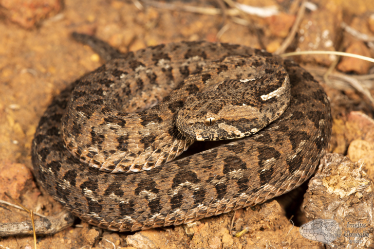 Berg Adder from Pilgrim's Rest area, Mpumalanga © Courtney Hundermark