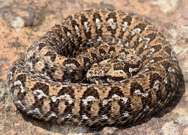 Berg Adder from Pilgrim's Rest area, Mpumalanga © Joubert Heymans