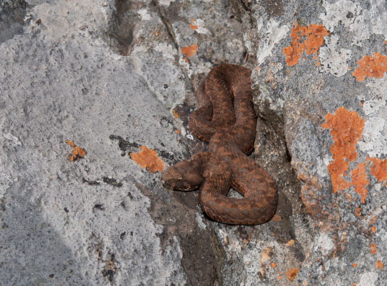 Berg Adder from Barbeton area, Mpumalanga © Duncan McKenzie