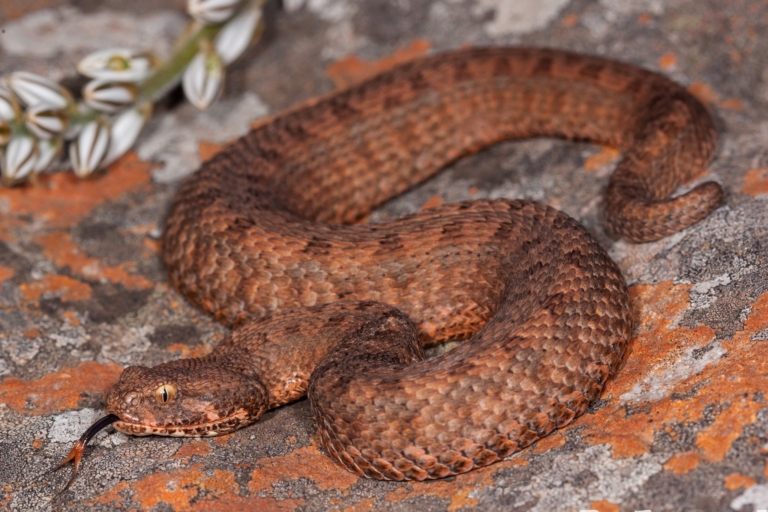 Berg Adder from Barbeton area, Mpumalanga © Dylan Leonard
