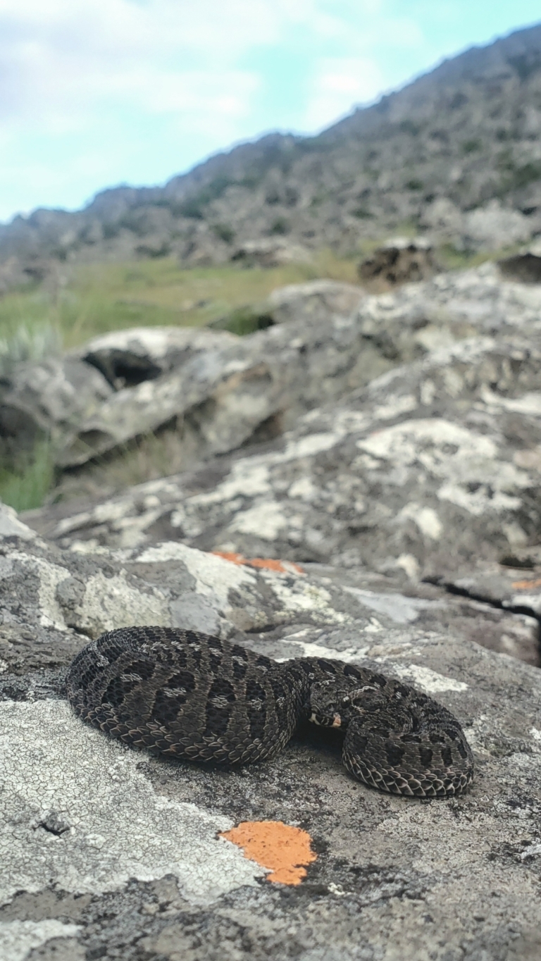 Berg Adder from Chimanimani Mountains, Mozambique © surfbird