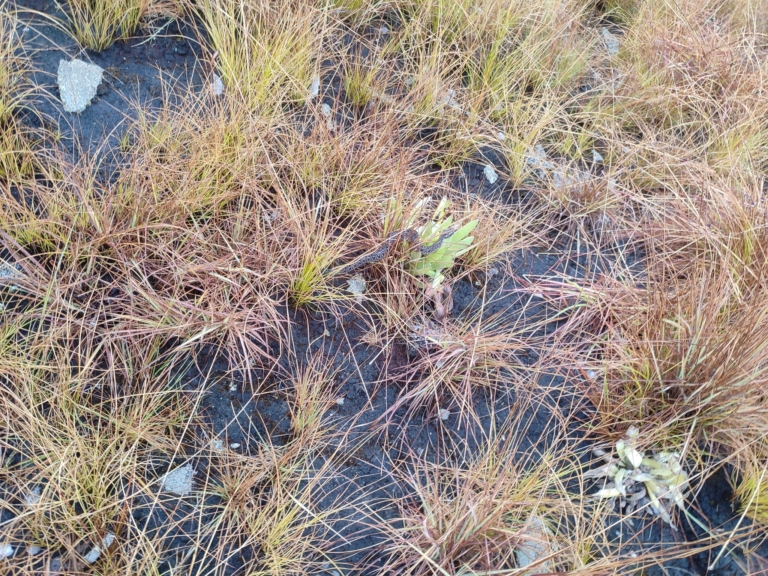 Berg Adder from Chimanimani National Park, Mozambique © Alfredo Laquene