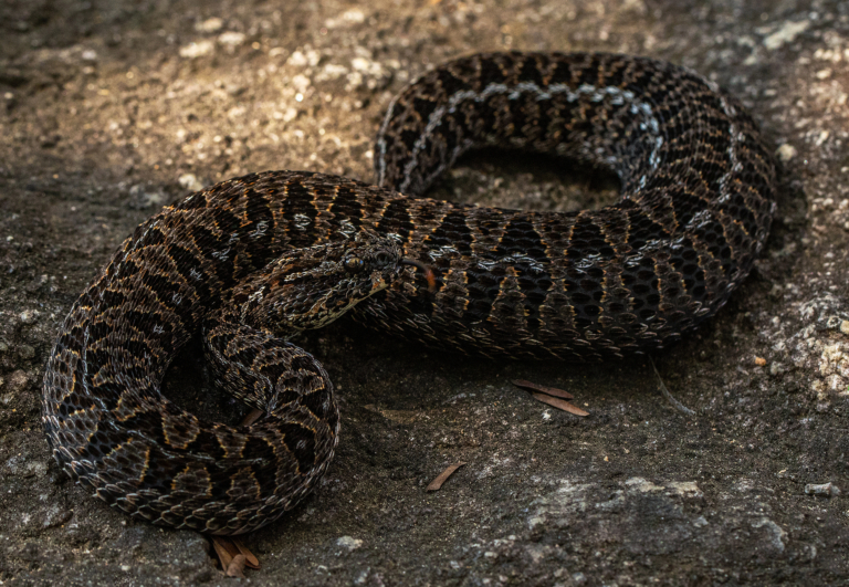 Berg Adder from Chimanimani National Park, Sussundenga, Mozambique © Bart Wursten
