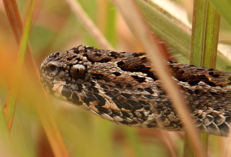 Berg Adder from Chimanimani National Park, Zimbabwe - Side of Head © Bart Wursten