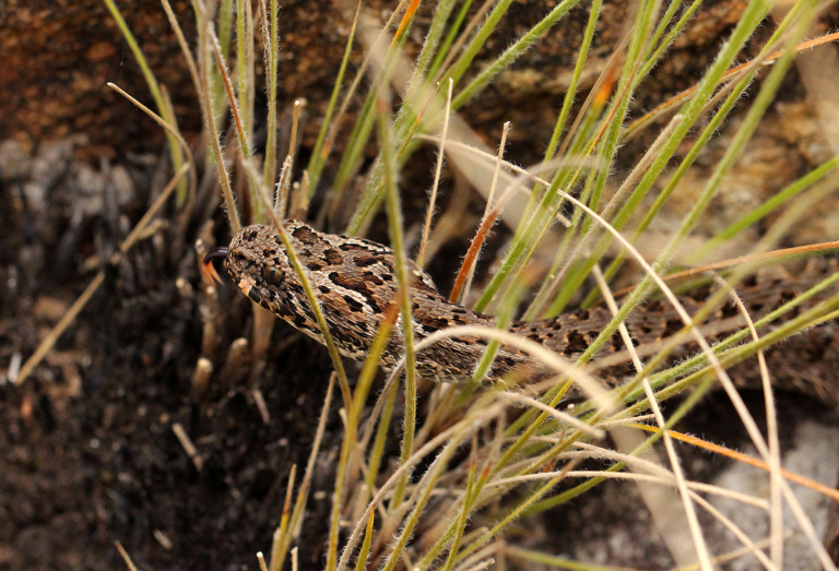 Berg Adder from Chimanimani National Park, Zimbabwe - Top of Head © Bart Wursten