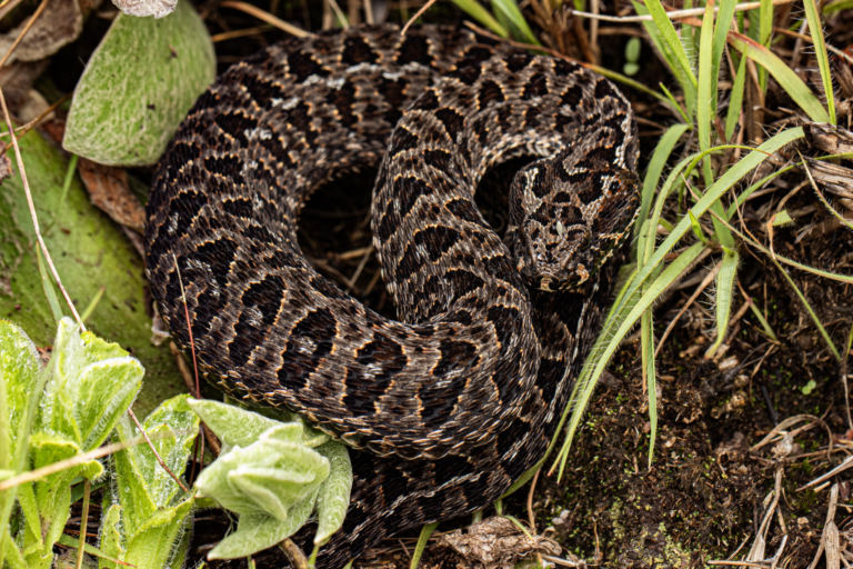 Berg Adder from Chimanimani National Park, Zimbabwe © Bart Wursten