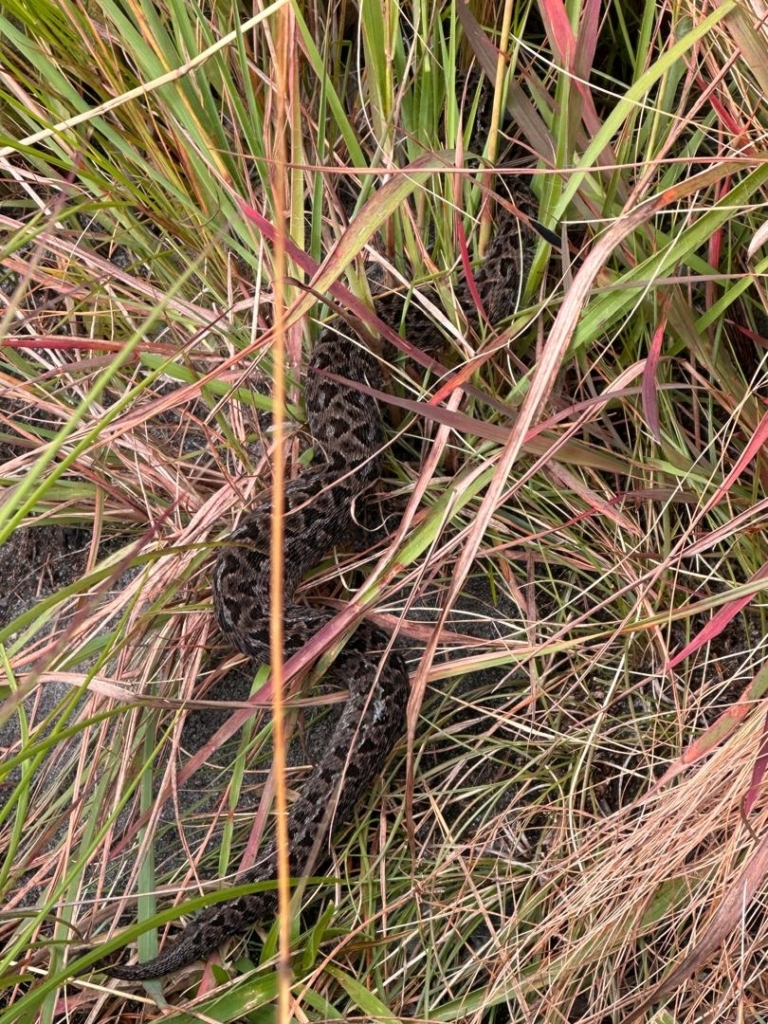 Berg Adder from Manicaland Province, Zimbabwe © tekesa1605