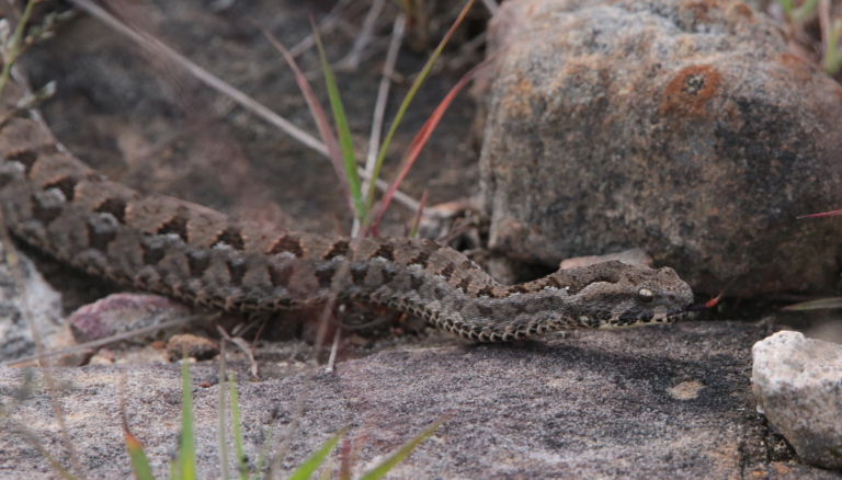 Berg Adder from south of Haenertsburg, Mpumalanga © Adriaan Jordaan