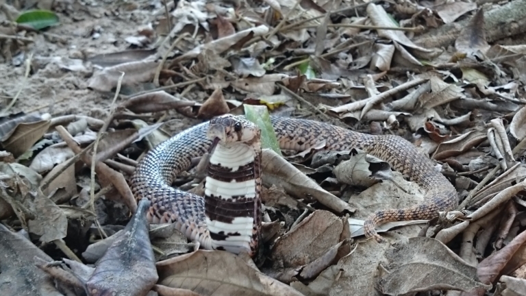 Aspidelaps scutatus fulafula (1) from far north west Kwazulu Natal © Nick Schaller