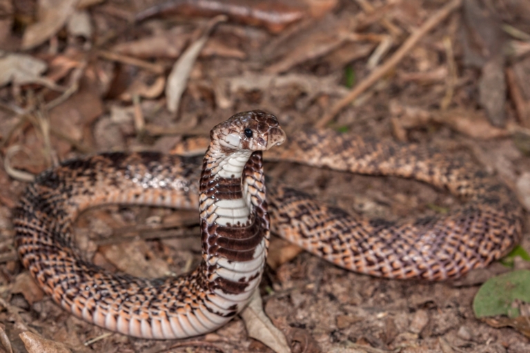 Aspidelaps scutatus fulafula from far north west Kwazulu Natal © Dylan Leonard