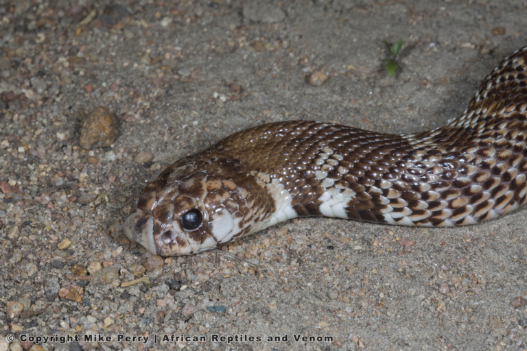 Intermediate Shield nose Snake (Aspidelaps scutatus intermedius) dorsal view of head and neck © Mike Perry