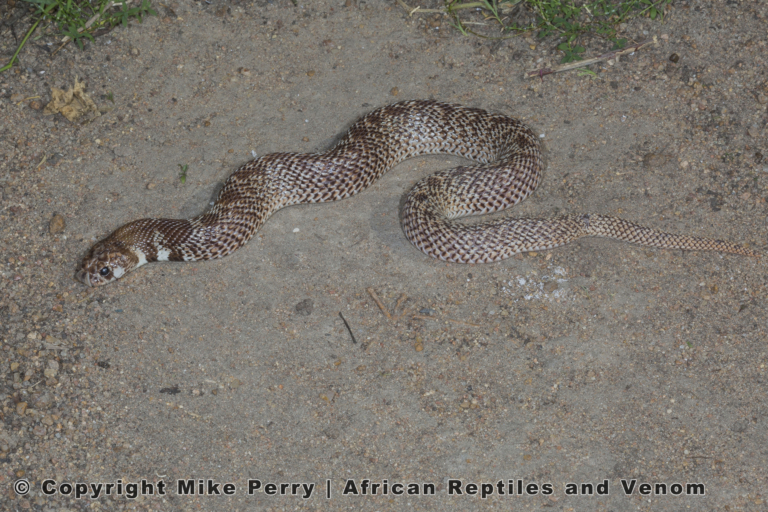 Intermediate Shield nose Snake (Aspidelaps scutatus intermedius) dorsal view © Mike Perry