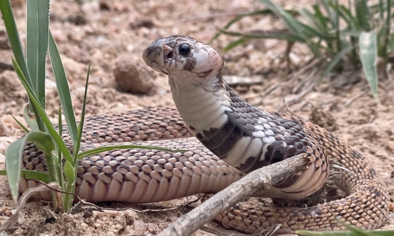Intermediate Shield nose Snake (Aspidelaps scutatus intermedius) from Hoedspruit, Limpopo © lowveldsnakecatcher