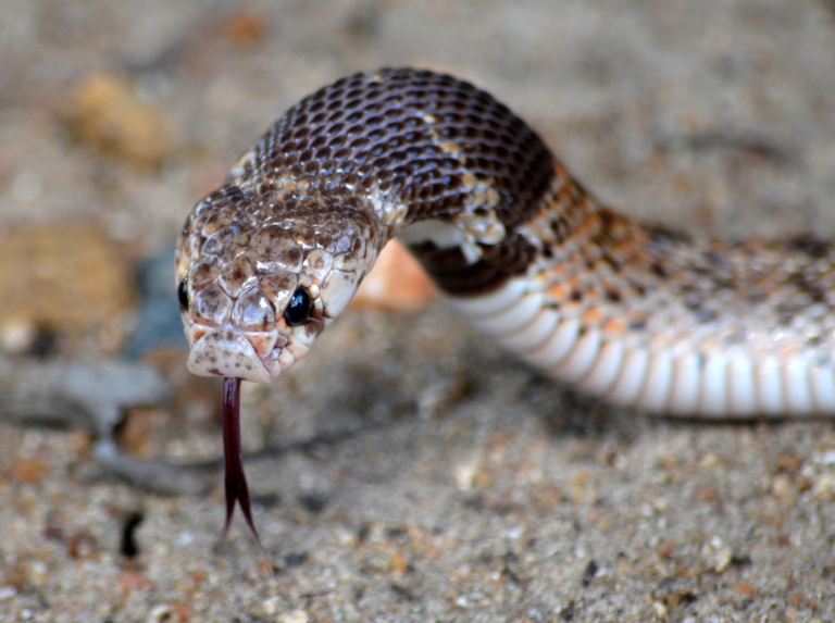 Intermediate Shield nose Snake (Aspidelaps scutatus intermedius) from Near Timbavati, Limpopo © Malcolm Douglas
