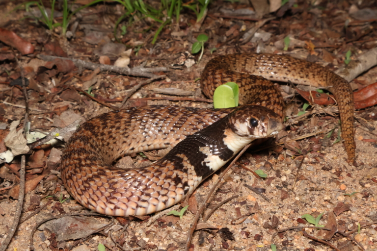 Intermediate Shield nose Snake (Aspidelaps scutatus intermedius) from near Bushbuckridge, Mpumalanga © Jacob Dirsuwei