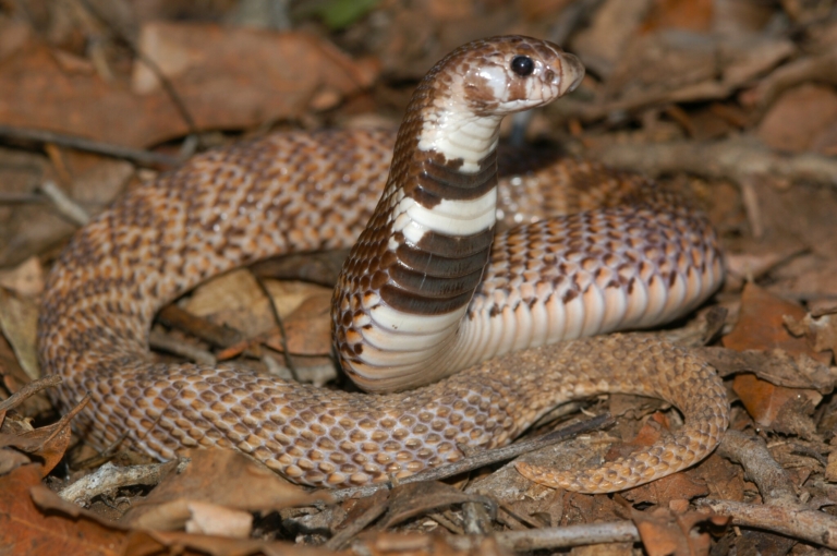 Intermediate Shield nose Snake (Aspidelaps scutatus intermedius) from near Sabi Sands Game Reserve, Mpumalanga © Marius Burger