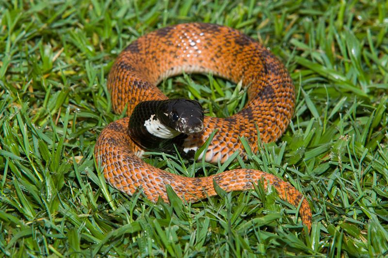 Speckled Shield nose Snake (Aspidelaps scutatus scutatus) (1) from near Nylsvley, Limpopo Province, South Africa © Greg Lasley
