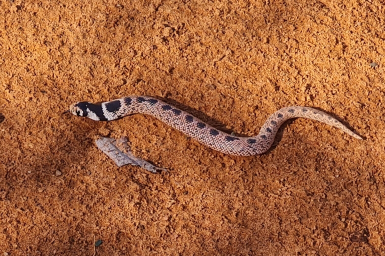 Speckled Shield nose Snake (Aspidelaps scutatus scutatus) (1) from near Nylsvley, Limpopo Province, South Africa © tian vs