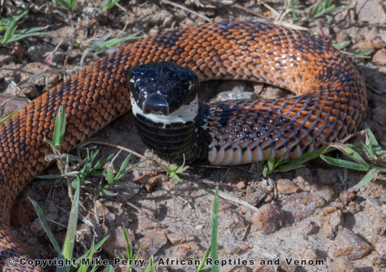 Speckled Shield nose Snake (Aspidelaps scutatus scutatus) (1) © Mike Perry