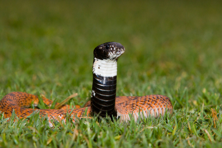 Speckled Shield nose Snake (Aspidelaps scutatus scutatus) (2) from near Nylsvley, Limpopo Province, South Africa © Greg Lasley