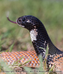 Speckled Shield nose Snake (Aspidelaps scutatus scutatus) (3) © Mike Perry