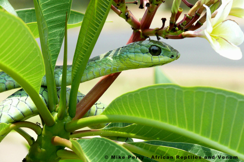 Boomslang Male 1