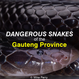 Dangerous Snakes of the Gauteng Province