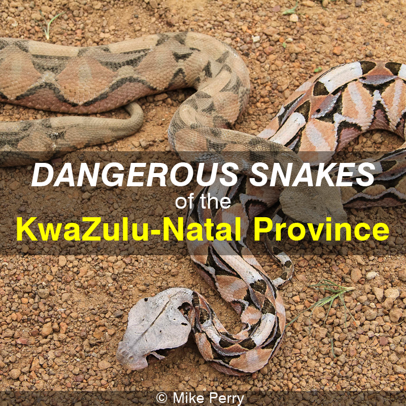Dangerous Snakes of the Kwazulu Natal Province