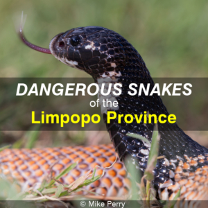 Dangerous Snakes of the Limpopo Province