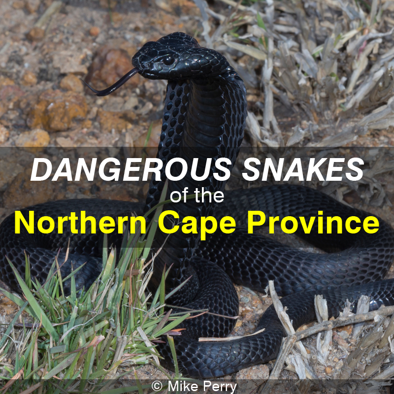Dangerous Snakes of the Northern Cape Province