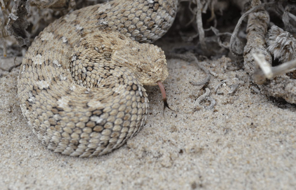 Namaqua Dwarf Adder