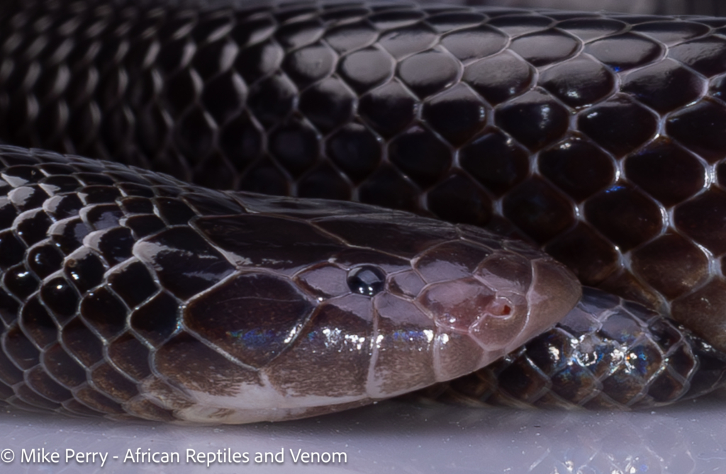 Venomous Snakes of Gauteng Bibron's Stiletto Snake