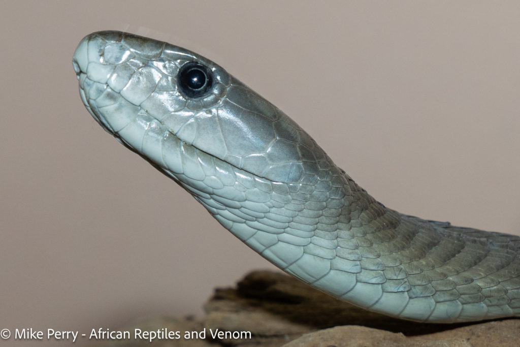 Venomous Snakes of Gauteng Black Mamba 2