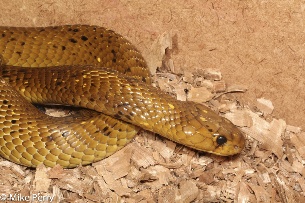 Venomous Snakes of Gauteng Cape Cobra