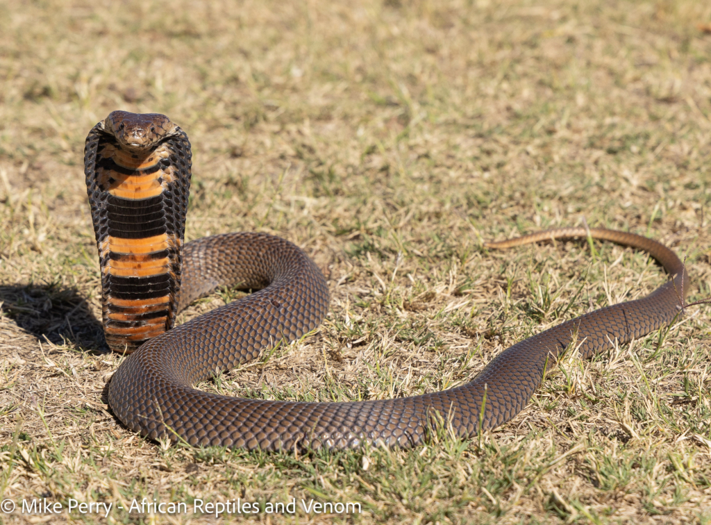 Venomous Snakes of Gauteng Mozambique Spitting Cobra