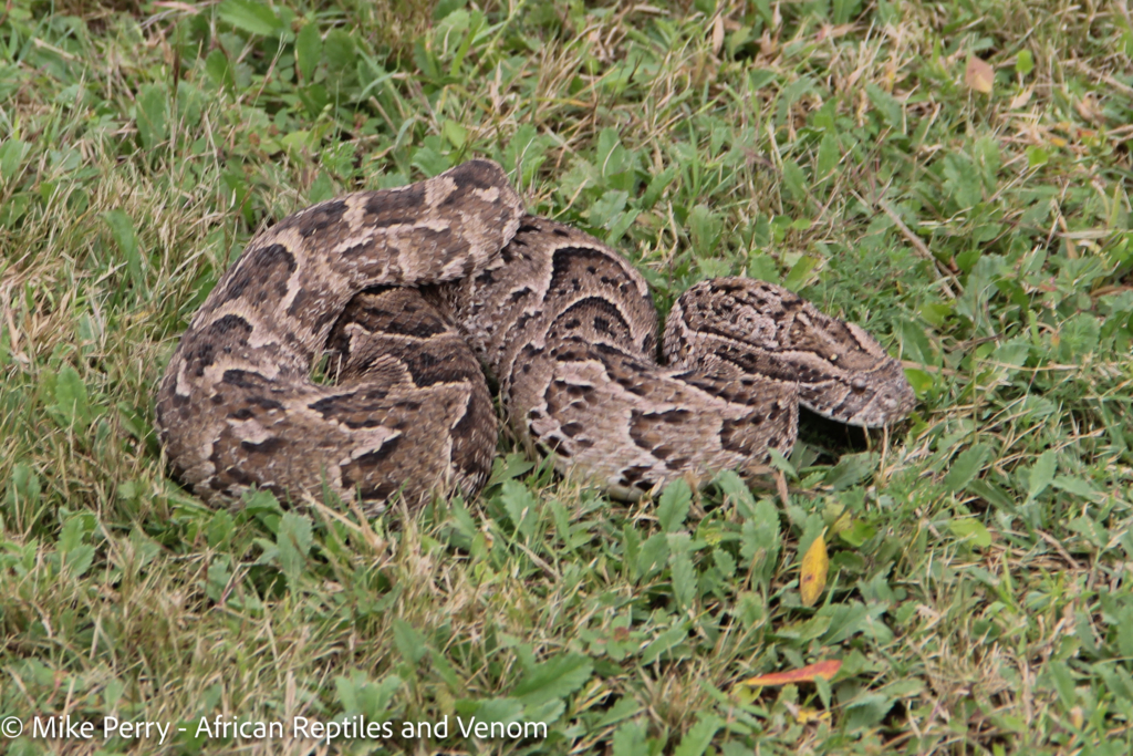 Venomous Snakes of Gauteng Puff Adder