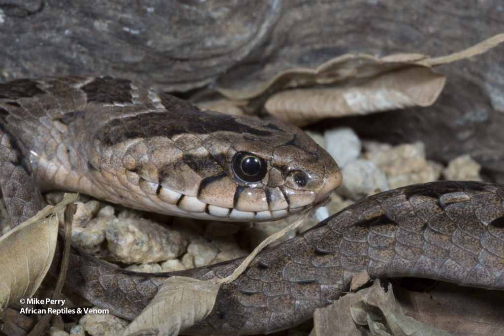 Venomous Snakes of Gauteng Rhombic Night Adder