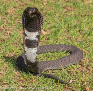 Venomous Snakes of Gauteng Rinkhals