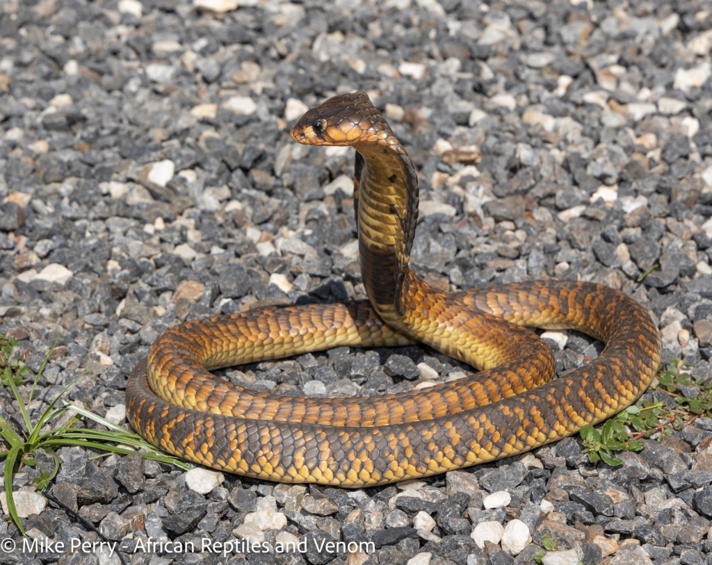 Venomous Snakes of Gauteng Snouted Cobra