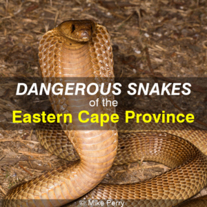 Dangerous Snakes of the Eastern Cape Province