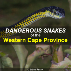 Dangerous Snakes of the Western Cape Province