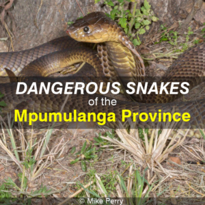 Dangerous Snakes of the Mpumulanga Province