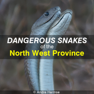 Dangerous Snakes of the North West Province