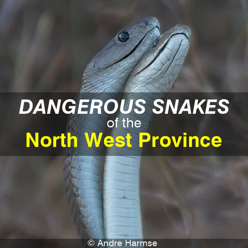 Dangerous Snakes of the North West Province