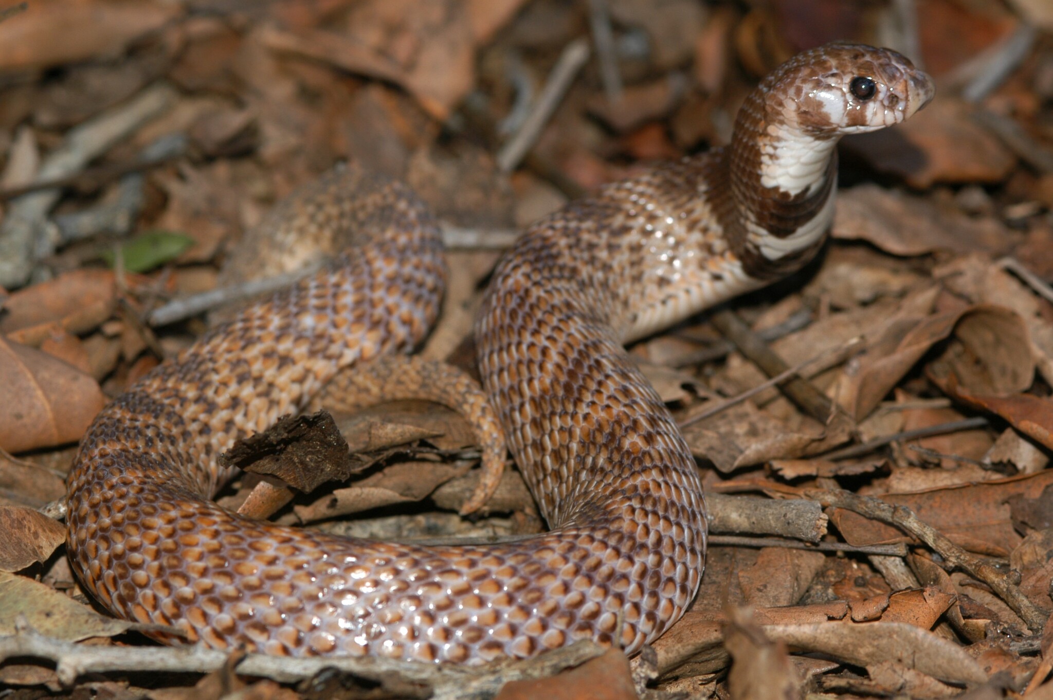 Intermediate Shield nose Snake from Pretoriuskop Skukuza road photo by Marius Burger, no rights reserved (CC0)