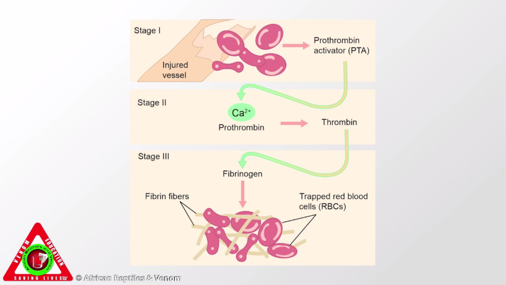 Mixed Snakebite Syndromes