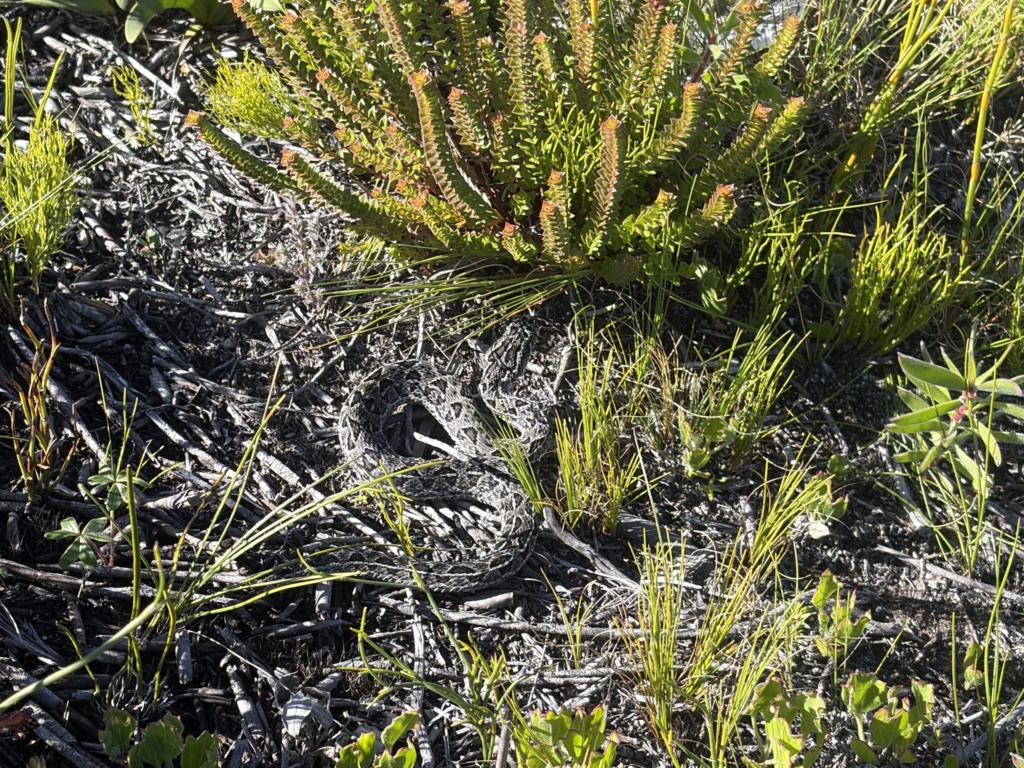 Berg Adder basking in the winter sun in June © Charleen Brunke, some rights reserved (CC-BY-NC)
