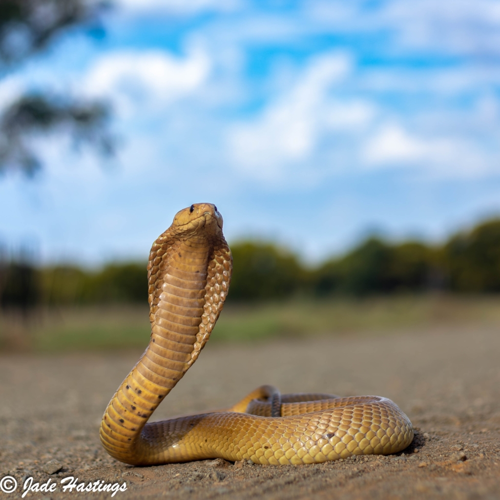 Cape Cobra from Bainsvlei © Jade Hastings, some rights reserved (CC BY NC)